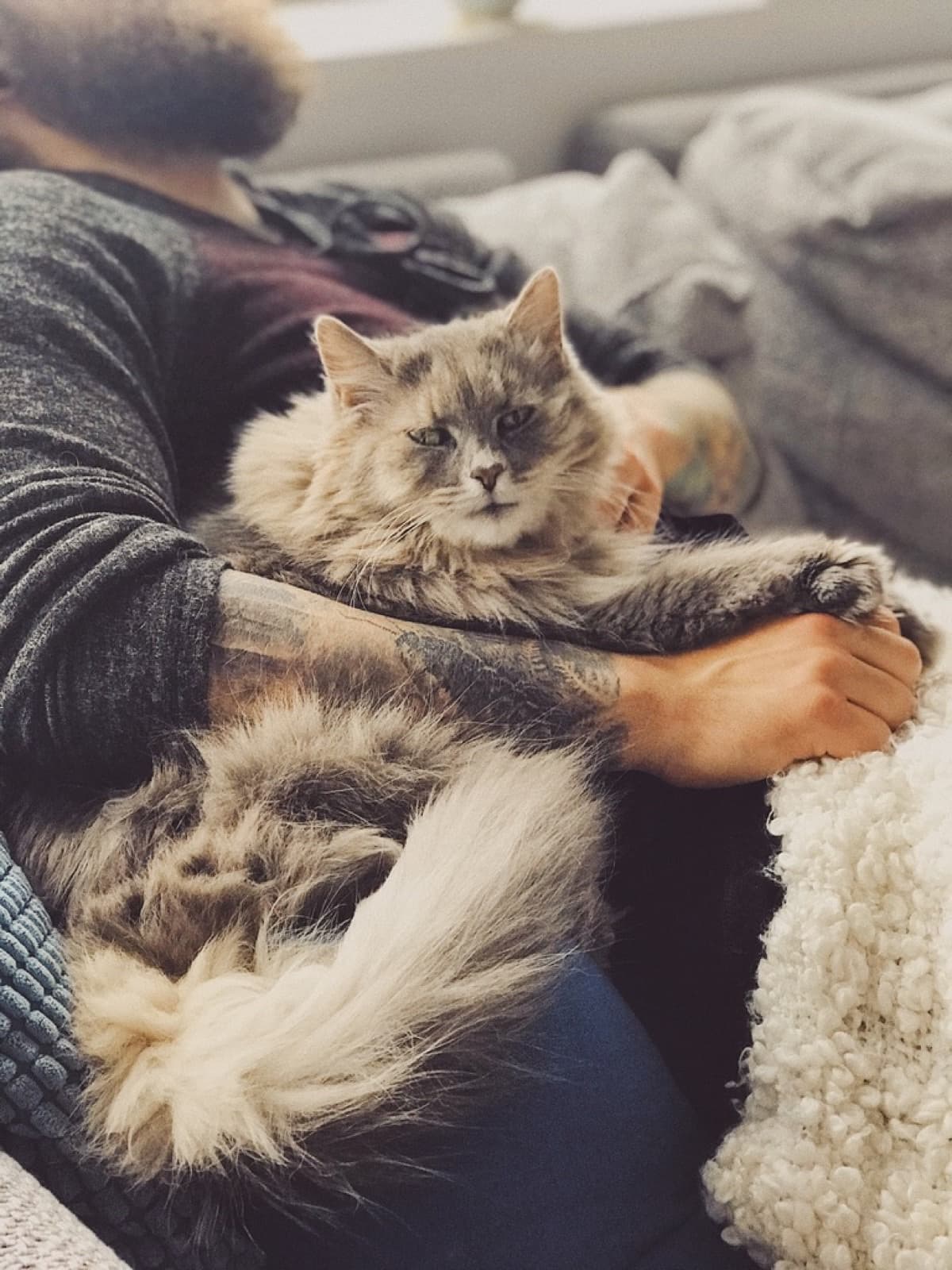 Un chat blotti dans les bras de sa famille